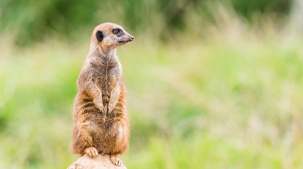 Close up of a Meerkat stood on a high rock on sentry duty in Cheshire 